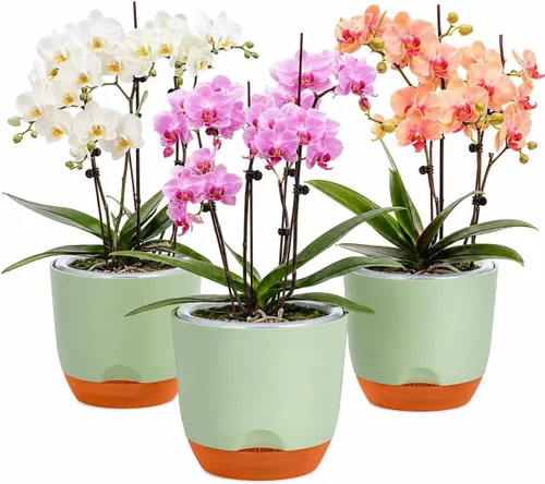 Vista 19 de QCQHDU 2 Pack 5.7 Inch Orchid Pots with Holes for Repotting, Double-Layer and Self Watering Orchid Pot with Good Air Circulation Verde