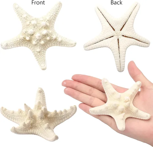 Vista 4 de 12 piezas de estrellas de mar Decoración de estrellas de mar de 2.5 a 6 pulgadas Conchas naturales de estrella de mar a granel perfectas
