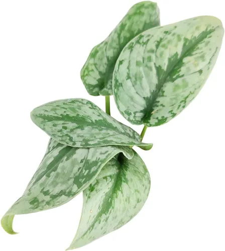 Vista 5 de Silver Splash Pothos - Scindapsus Pictus 'Exotica' (maceta cultivadora de 4 pulgadas) – Planta de interior fácil de cultivar – Planta