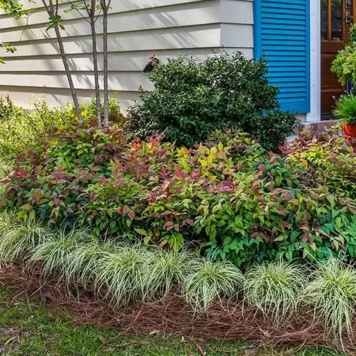 Vista 6 de Blooming & Beautiful - Blush Pink Nandina - 3 gal - Southern Living - Arbusto de hoja perenne enana - Follaje de color rosa - Compacto de bajo