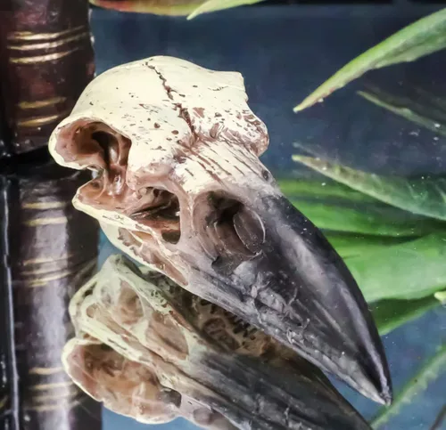 Vista 2 de Ebros Gift Huginn and Muninn - Colgante pequeño de relicario, cuervo cuervo, calavera, talismán, accesorio de joyería, osario, escultura macabra