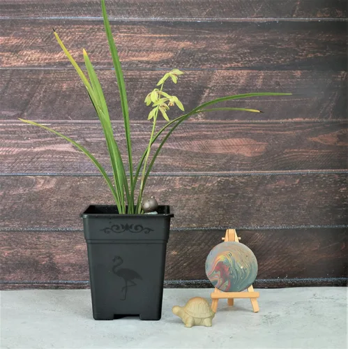 Vista 5 de Macetas cuadradas de plástico de 0.5 galones para plantas de interior y exterior, paquete de 10 con agujeros de drenaje, macetas de vivero de 5