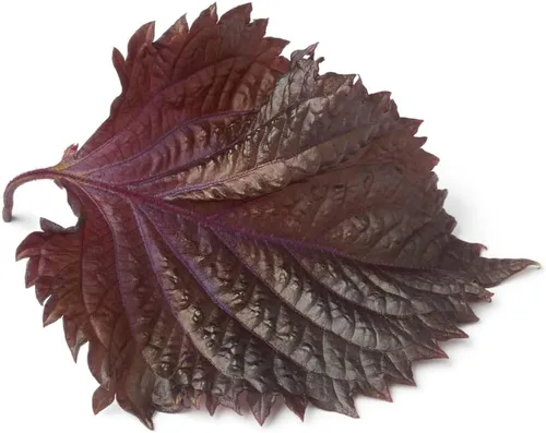 Vista 2 de 200 semillas de perilla para plantar, semillas Shiso para plantar. Semillas tradicionales no transgénicas para germinar, semillas de vegetales