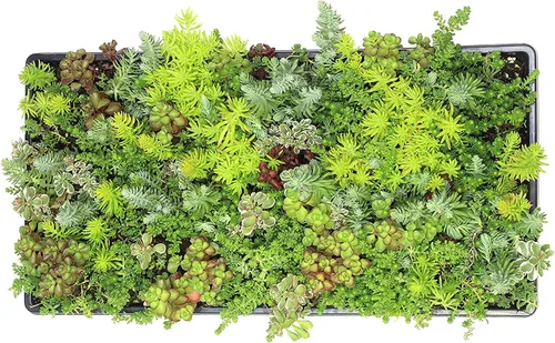 Vista 11 de Tapete Sedum de 10 pulgadas x 20 pulgadas, cultivo de piedra resistente no tóxico para paisajismo, suculentas vivas, plantas aptas para mascotas
