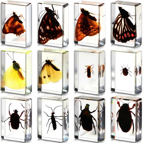 Vista 10 de 12 piezas de especímenes de insectos para niños, kit de colección