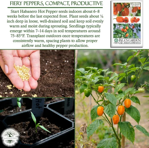 Vista 5 de Semillas de habañero para plantar, más de 25 semillas tradicionales por paquete, pimiento picante y picante, semillas de jardín de Isla