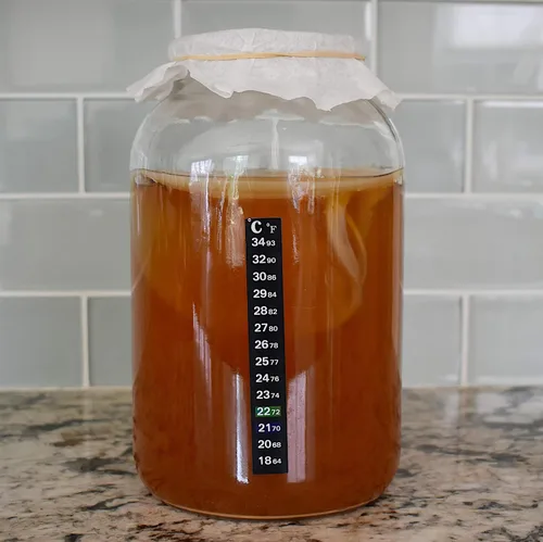 Vista 4 de Bucha Brewers Kombucha SCOBY & Starter Tea - Té fuerte de inicio de 8 onzas y kombucha SCOBY vivo cultivado en mezcla de azúcar orgánico y té negro