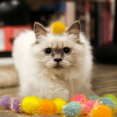 Vista 7 de 30 bolas de pompones brillantes de 1.2 pulgadas para gatos, bolas interactivas con purpurina, multicolor, lo mejor como juguetes de juego