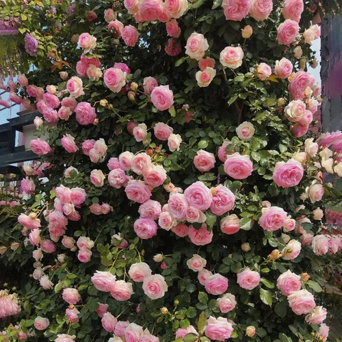 Vista 3 de Semillas de rosas trepadoras para plantar, más de 300 piezas de semillas de rosas raras, reliquia sin OMG atrae a polinizadores, flores de belleza