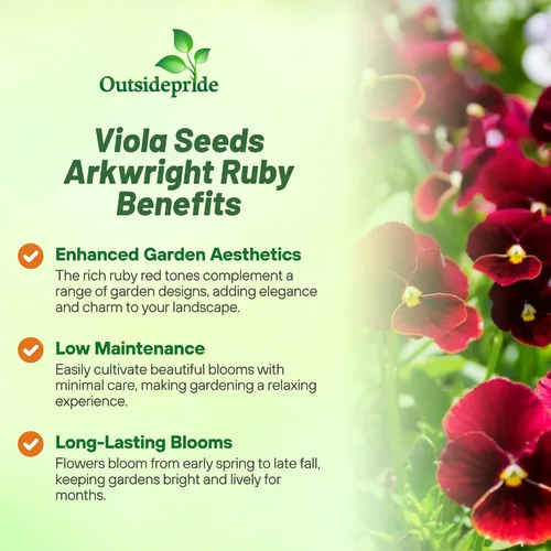Vista 3 de Outsidepride Arkwright Ruby Viola - Semillas de pensamiento para plantar, 1000 unidades. Flores perennes, resistentes al frío y aptas