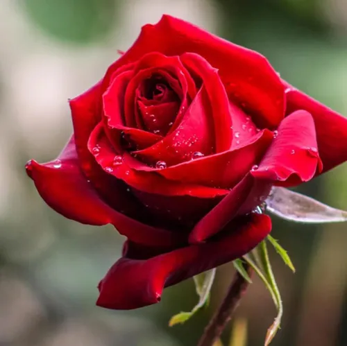 Vista 2 de 100 semillas de rosas rojas perennes hermosas semillas de flores florecientes para plantar