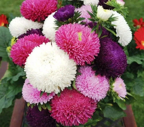 Vista 2 de Más de 100 semillas Aster Pompon - Mezcla de flores