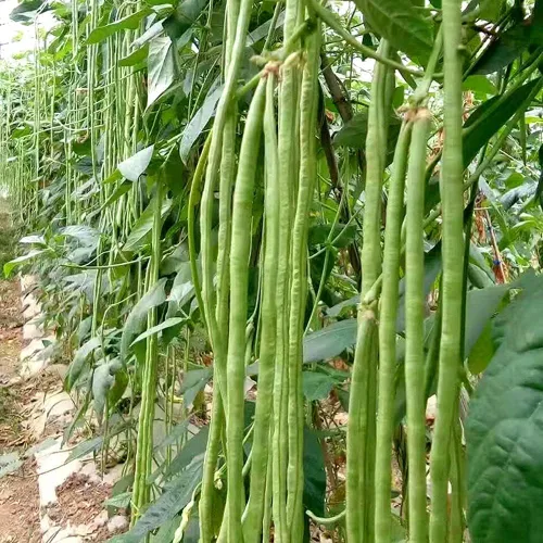Vista 2 de Yard - Semillas de frijol largo - Frijoles largos asiáticos - Enviados desde Iowa, EE. UU. - Productivo (30 semillas)