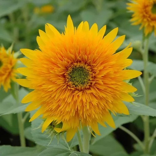 Vista 47 de Eden Brothers Semillas de girasol - Autumn Beauty