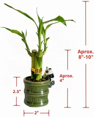 Vista 2 de Coop & Harp - Planta pequeña de bambú de la suerte para interior con jarrón de cerámica, bambú de la suerte vivo para interiores, para el hogar