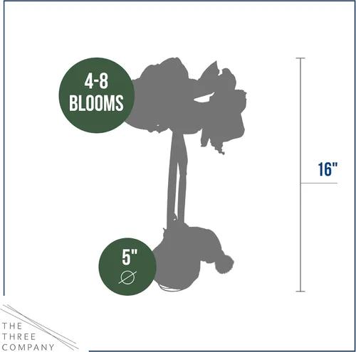 Vista 5 de Bombilla de amarilis encerada, suéter gris decorativo, flores rojas, fácil cuidado, no necesita riego