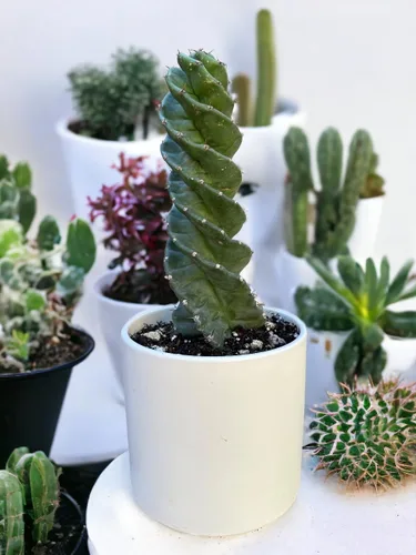 Vista 9 de Cactus espiral – Cereus forbesii 'Spiralis' – Suculenta rara retorcida – Cactus Tornado – Plantas de interior con raíces vivas (9 pulgadas)