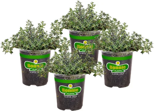 Vista 11 de Bonnie Plants Tomillo Inglés 19.3 oz. Paquete de 4