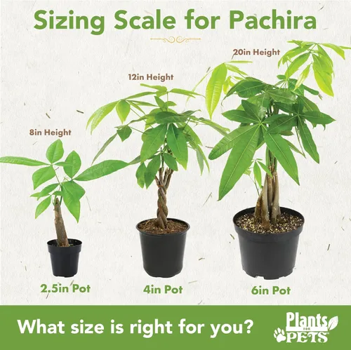 Vista 5 de Planta de Árbol de Dinero Viva, Árbol de Dinero Pachira Aquatica, Árbol de Dinero Feng Shui Pachira Aquatica, Planta Pachira Bonsai en Maceta
