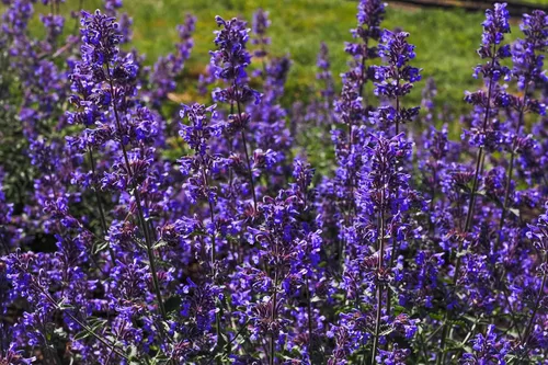 Vista 6 de 50 semillas de flores de hierba herbácea azul Nepeta Mussinii
