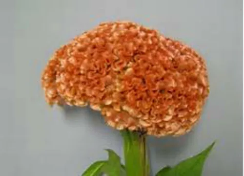 Vista 4 de ¡Enorme cerebro Celosia! Crazy Mixed Colors 100 Semillas. ¡Peina! ¡Planta Amish Vieja!