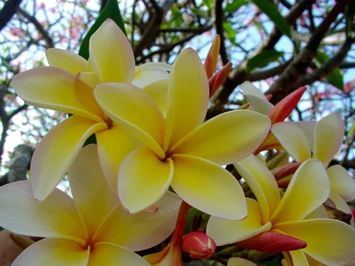 Vista 4 de Corte de planta de Plumeria amarilla hawaiana ~ Grow Hawaii
