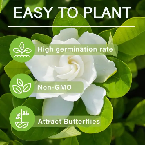 Vista 4 de Más de 200 semillas de flores de Gardenia para plantar al aire libre, perenne, capa de jazmín, flores fragantes, plantas, hogar, jardín, bonsái