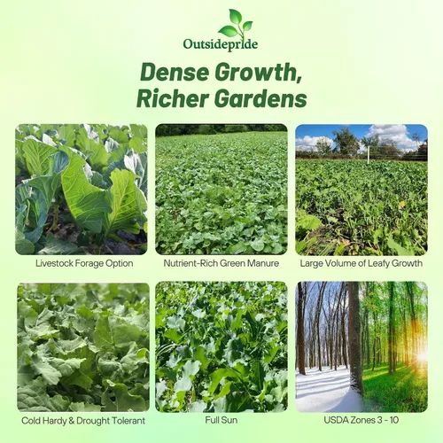 Vista 2 de Outsidepride Bayou - Semillas de col rizada – 5 libras anuales, versátiles y tolerantes al frío, semillas de cultivo de cobertura para plantar