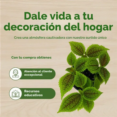 Vista 6 de BubbleBlooms Pilea Mollis Moon Valley en una planta de amistad en maceta de 4 pulgadas