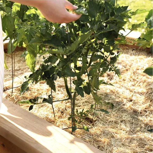 Vista 5 de Caja de mantillo GardenStraw de HealthiStraw, 2 pies cúbicos (10 lb) – Paja de trigo 100% natural y sostenible para jardines, siembra de césped