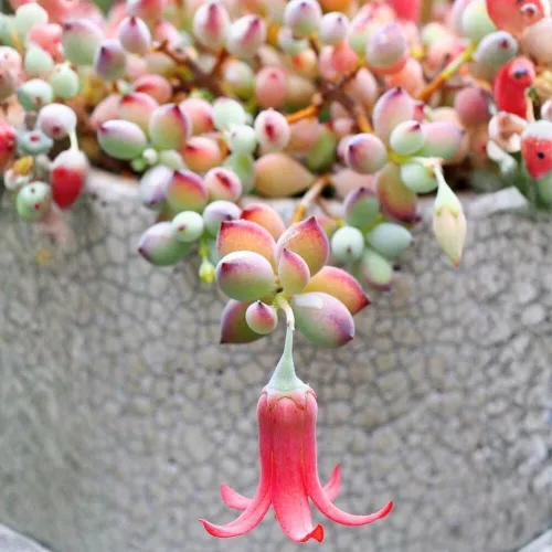 Vista 5 de Cotyledon Pendens - Planta suculenta viva - Maceta de 4 pulgadas Planta de interior rara Suculenta de interior de fácil cuidado