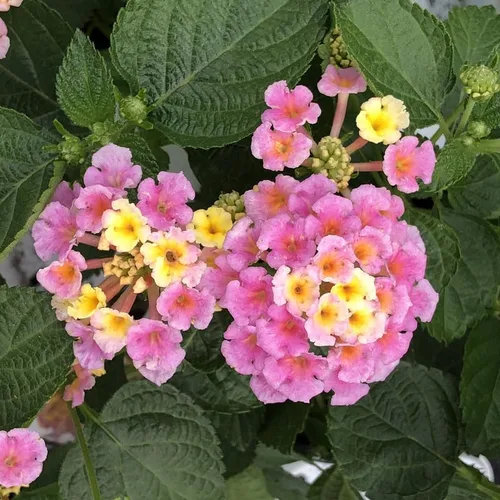 Vista 4 de Lantana - Planta viva para plantar al aire libre, juego de 2 plantas Lantana vivas, de 4 a 7 pulgadas de alto, plantas perennes Lantana, listas