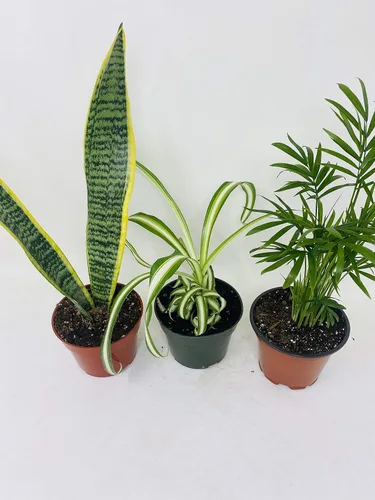 Vista 2 de Colección de plantas de interior - Palma de salón, planta araña, planta de serpiente