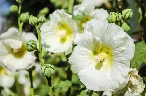 Vista 9 de 25 semillas de flores blancas de Alcea Rosea de Hollyhock PerennialComb S/H de Seedville