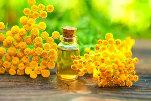 Vista 2 de Semillas de hierbas tanaceto para plantar (200 semillas) - Excelente flor cortada, utilizada para aceite esencial