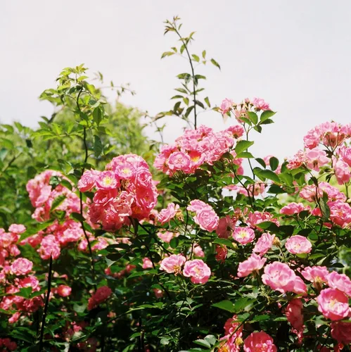 Vista 4 de CarpetC - Más de 150 semillas de rosa rosa para plantar, arbusto perenne de flores fragantes, reliquia sin OMG para bordes de jardín, contenedores