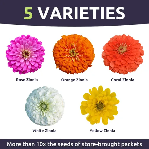 Vista 3 de Zinnia Lilliput Mix - Paquete grande de 1 onza - 4,000 semillas de flores para plantar - Zinnia elegans