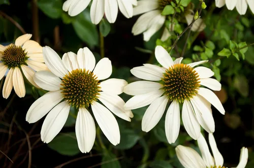 Vista 7 de 25 semillas de flor de hierba blanca y naranja rojo amarillo púrpura rosa blanco