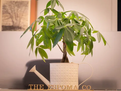 Vista 5 de Espoma Alimento orgánico concentrado para plantas de interior de 8 onzas, fertilizante para plantas de interior para plantas grandes y pequeñas como