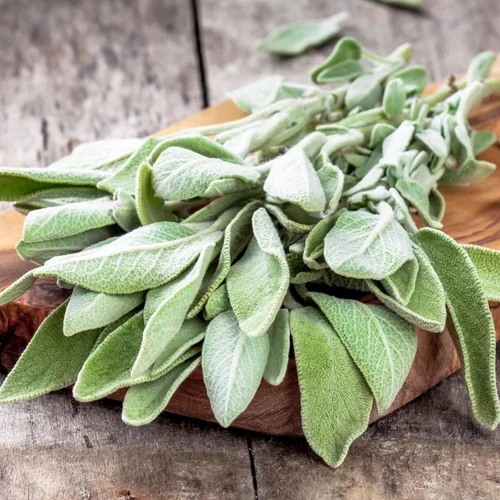 Vista 7 de Seed Needs Semillas de salvia para plantar hierbas de hoja ancha, semillas de hierbas culinarias sin OMG y sin tratar para plantar un jardín