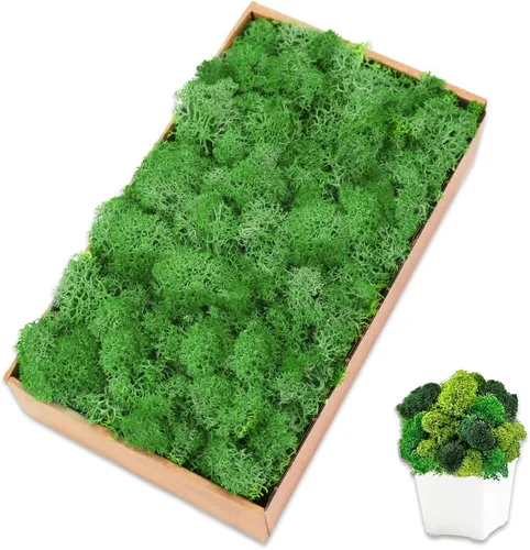 Vista 8 de Musgo de reno azul de 3.5 onzas, musgo preservado para plantas, decoración de musgo, musgo verde para manualidades, musgo para plantas en maceta