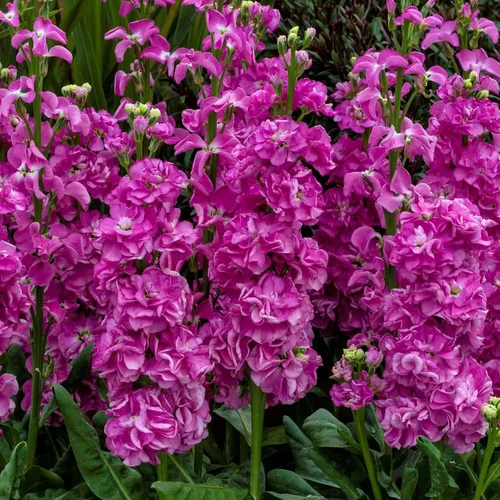 Vista 5 de 50pcs Columna Mixta Stock Semillas Flor Matthiola Incana Blossom Stock