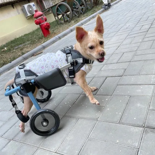 Vista 2 de Silla de ruedas canina para patas traseras, andador portátil de rehabilitación de mascotas, configuración sin herramientas, aluminio aeronáutico