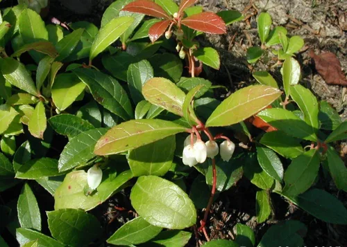 Vista 3 de 20 Semillas de flores de hoja perenne de Gaultheria Procumbens
