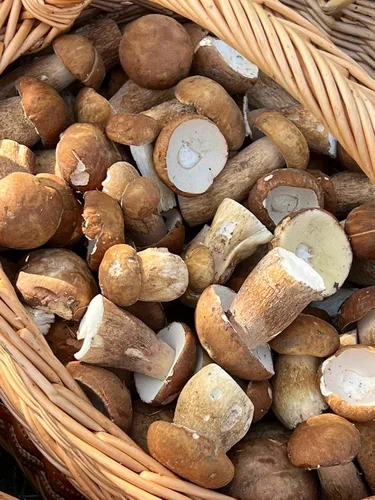 Vista 3 de Sporas Porcini Setas Semillas de micelio sin OMG