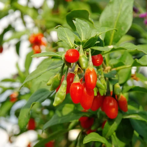 Vista 2 de 2 plantas vivas de Goji, planta de bayas perennes, 6-8 pulgadas de alto