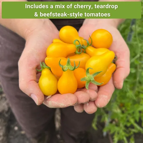 Vista 5 de Sow Right Seeds - Colección de semillas de tomate amarillo y naranja para plantar - Brandywine, Jubilee, Kellog's Breakfast, pera amarilla y cereza