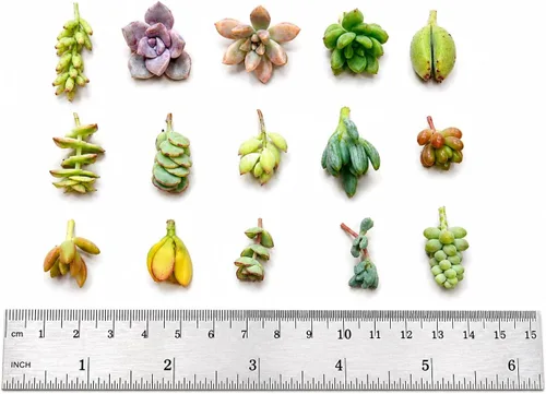 Vista 4 de 10 mini esquejes suculentos vivos surtidos, plantas iniciales únicas de enraizamiento