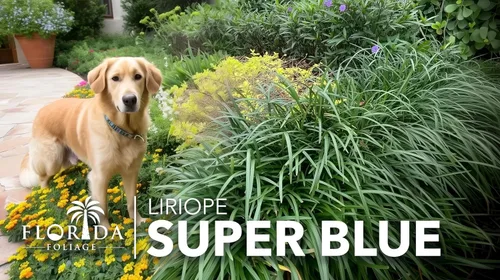 Vista 2 de Super Blue Liriope Muscari - 3 plantas vivas - Césped de hoja perenne