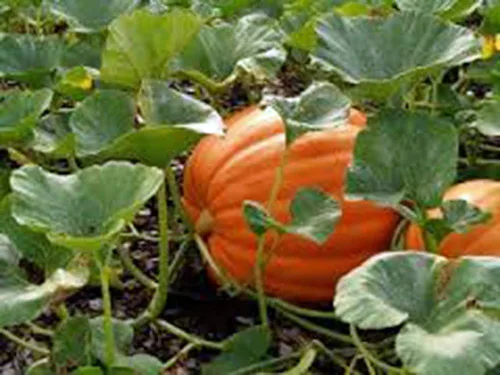 Vista 2 de Semilla de calabaza, Mammoth Gold, Heirloom, orgánico, sin Gmo 500 semillas, calabazas grandes